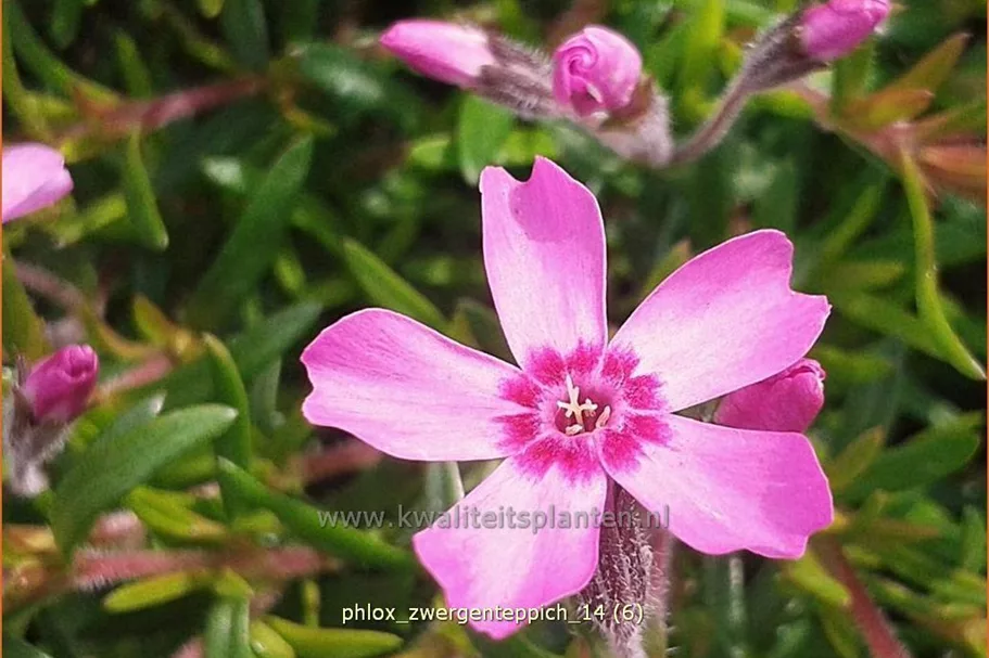 Phlox subulata 'Zwergenteppich'
