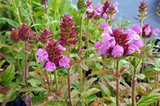 Prunella grandiflora 'Rubra'