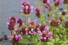 Prunella grandiflora 'Rubra'