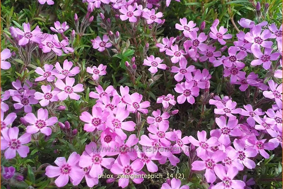 Phlox subulata 'Zwergenteppich'