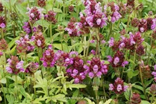 Prunella grandiflora 'Rubra'