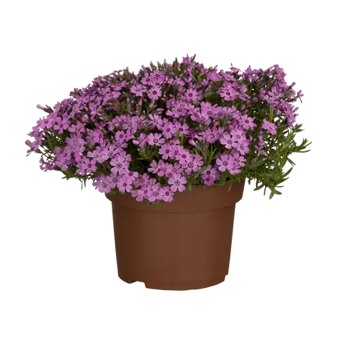 Phlox subulata 'Zwergenteppich'