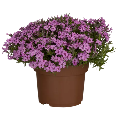 Phlox subulata 'Zwergenteppich'