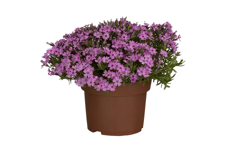 Phlox subulata 'Zwergenteppich'