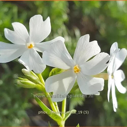 Phlox subulata 'Fabulous White'