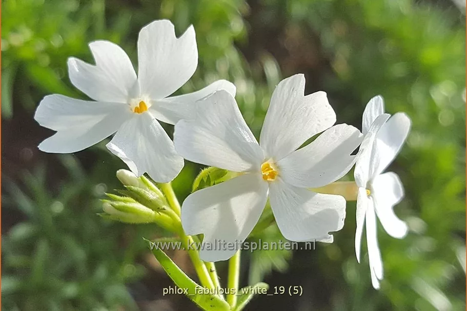 Phlox subulata 'Fabulous White'