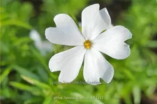 Phlox subulata 'Fabulous White'