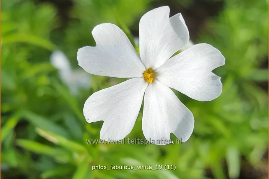 Phlox subulata 'Fabulous White'