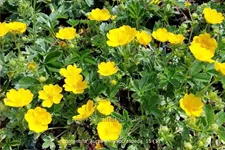 Potentilla aurea chrysocraspeda