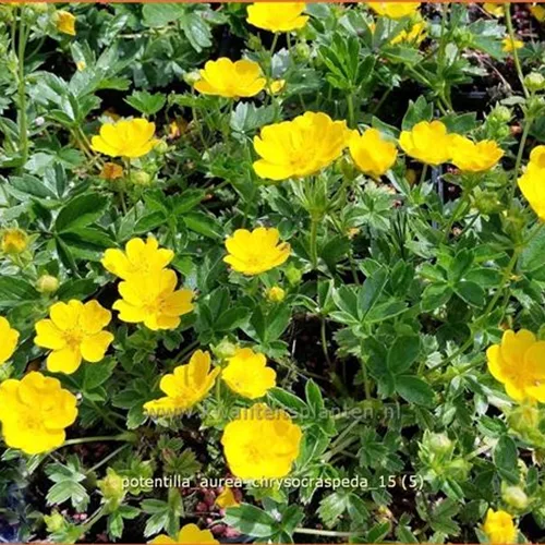 Potentilla aurea chrysocraspeda