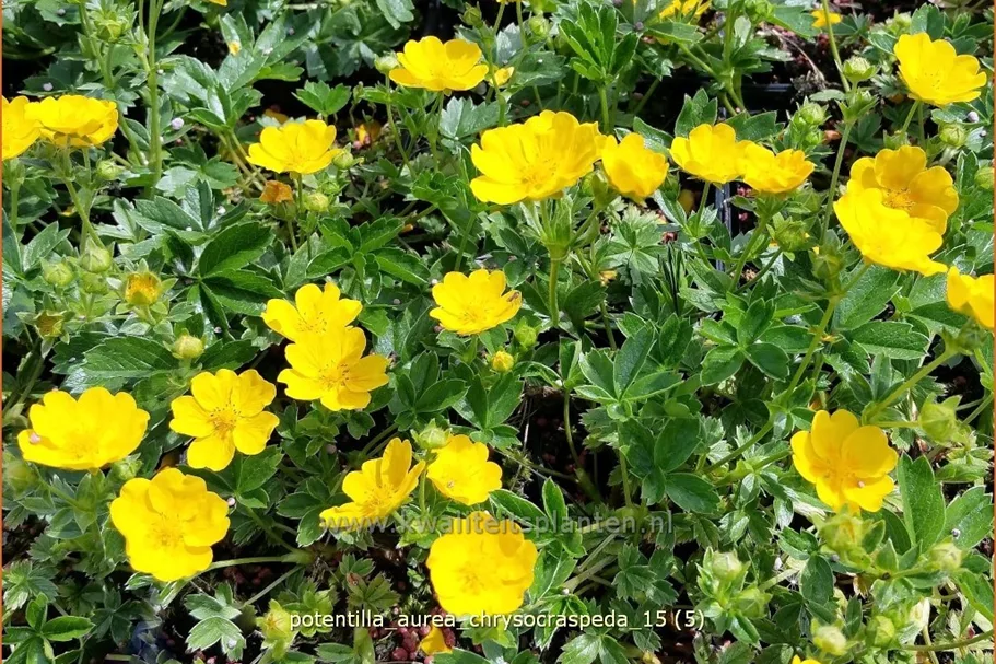 Potentilla aurea chrysocraspeda