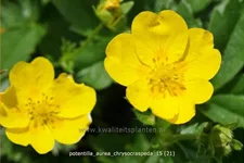 Potentilla aurea chrysocraspeda