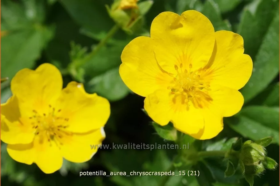 Potentilla aurea chrysocraspeda