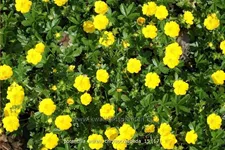 Potentilla aurea chrysocraspeda
