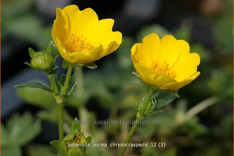 Potentilla aurea chrysocraspeda