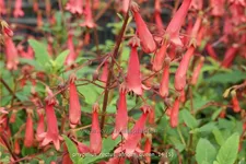 Phygelius x rectus 'African Queen'