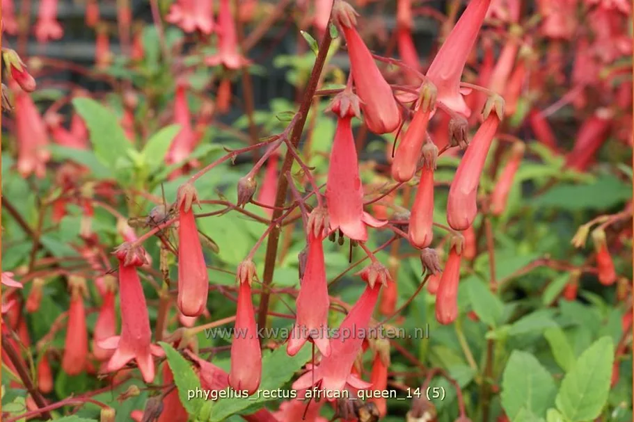 Phygelius x rectus 'African Queen'