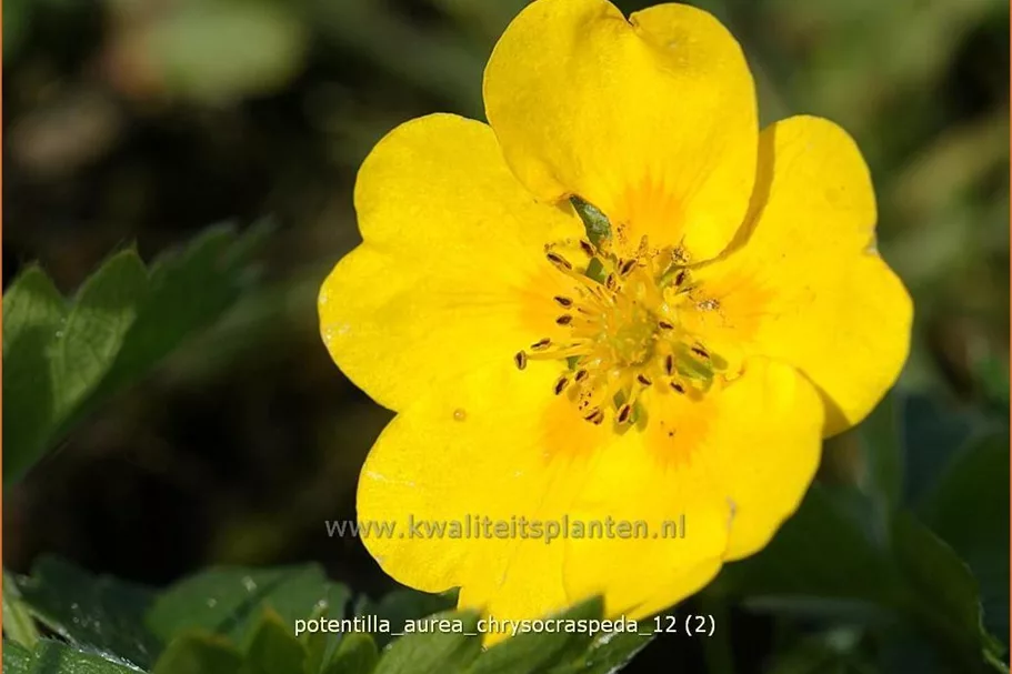 Potentilla aurea chrysocraspeda
