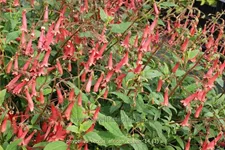 Phygelius x rectus 'African Queen'