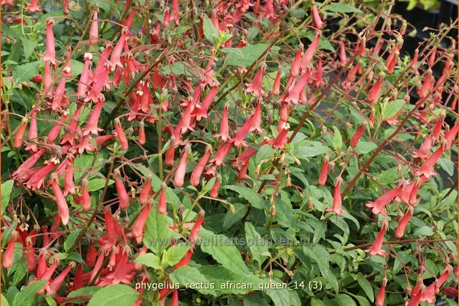 Phygelius x rectus 'African Queen'