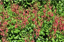 Phygelius x rectus 'African Queen'