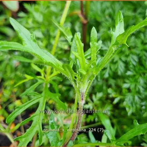 Prunella x webbiana