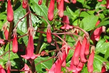 Phygelius x rectus 'African Queen'