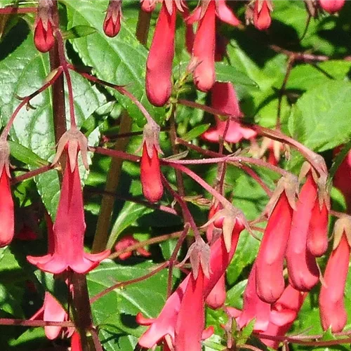 Phygelius x rectus 'African Queen'