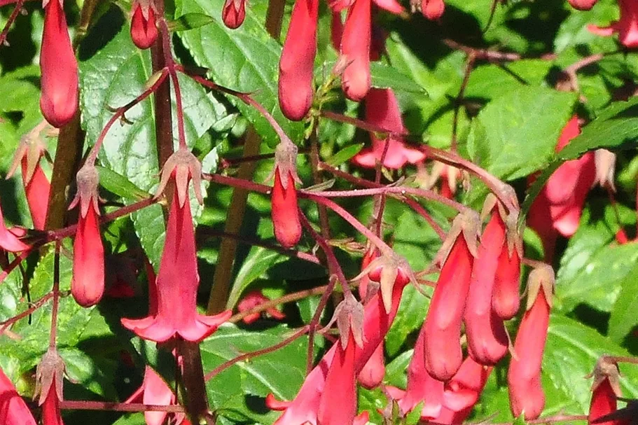 Phygelius x rectus 'African Queen'