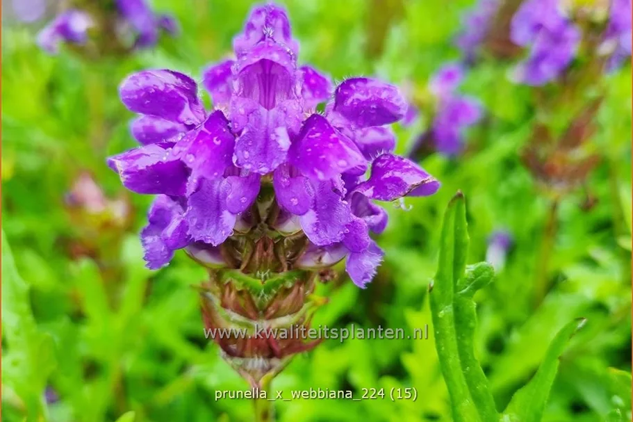 Prunella x webbiana
