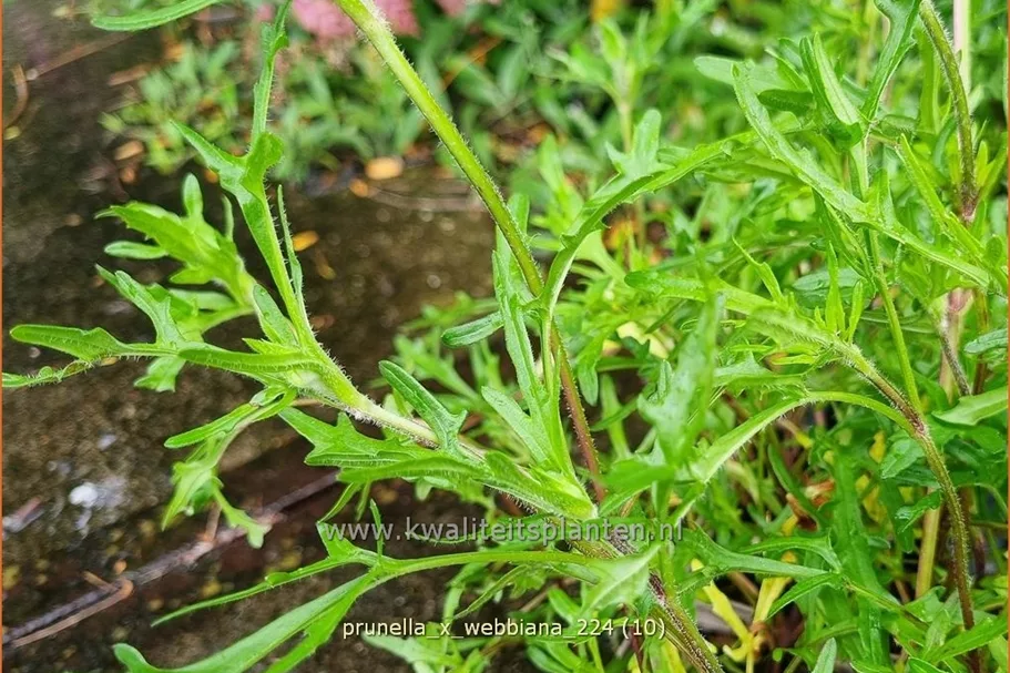 Prunella x webbiana