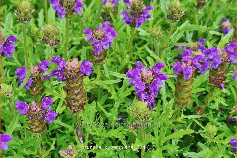 Prunella x webbiana