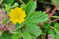 Potentilla crantzii