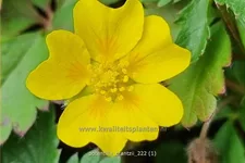 Potentilla crantzii