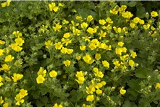 Potentilla crantzii