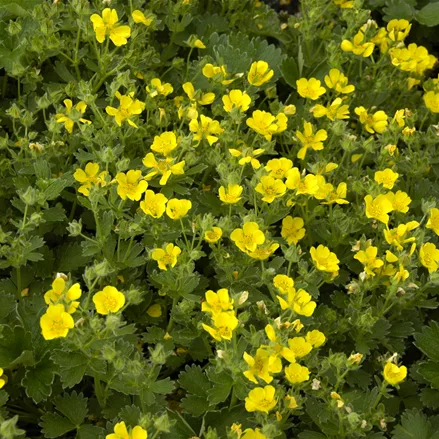 Potentilla crantzii