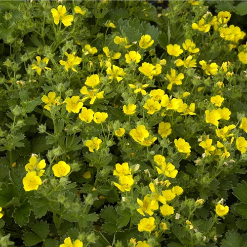 Potentilla crantzii