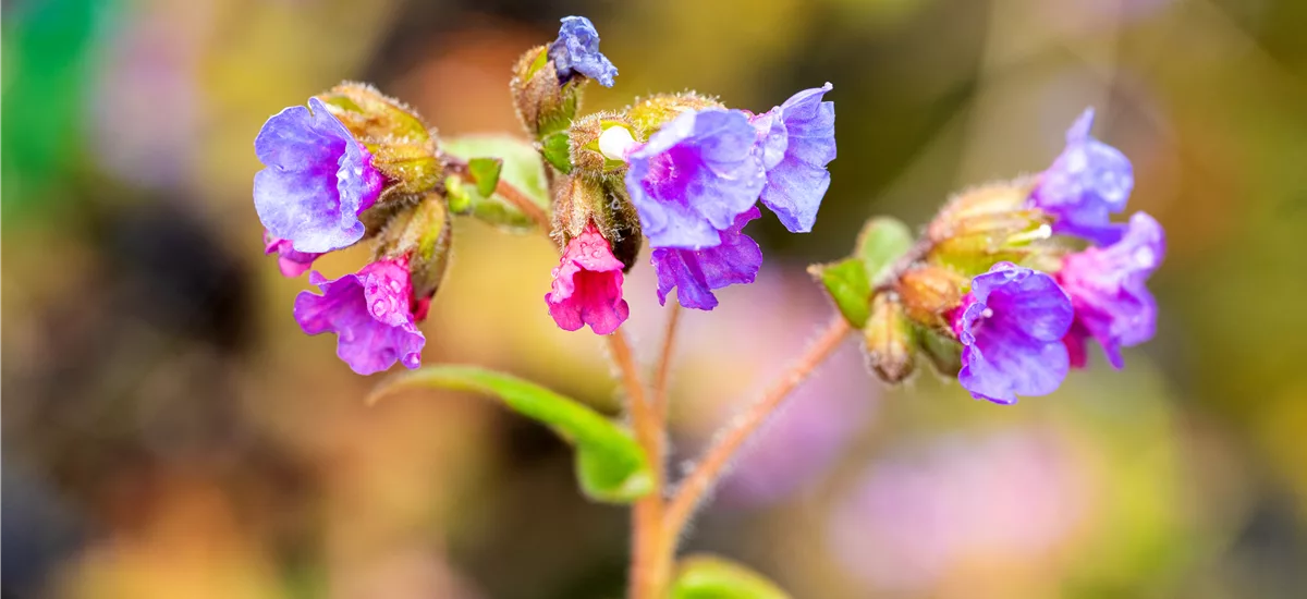 Pulmonaria angustifolia 'Azurea'