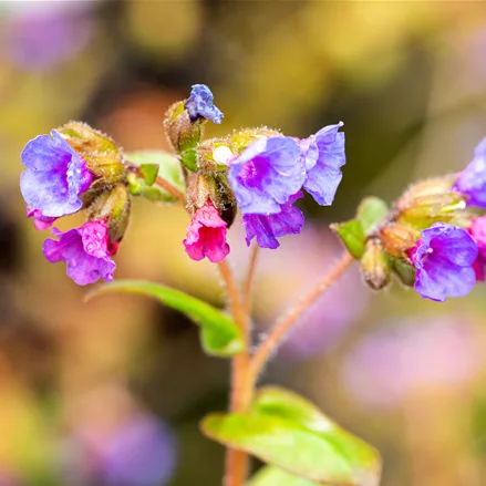Pulmonaria angustifolia 'Azurea'
