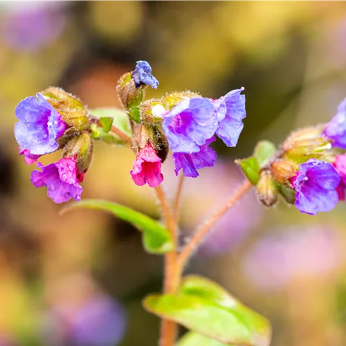 Pulmonaria angustifolia 'Azurea'