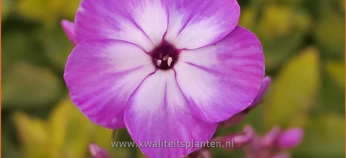 Phlox 'Flame Purple Eye'