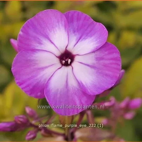 Phlox 'Flame Purple Eye'