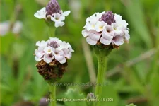 Phyla nodiflora 'Summer Pearls'