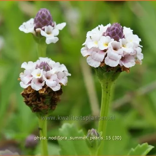 Phyla nodiflora 'Summer Pearls'