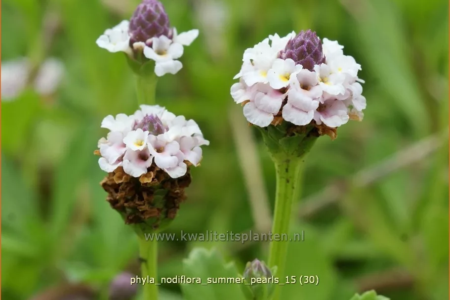 Phyla nodiflora 'Summer Pearls'