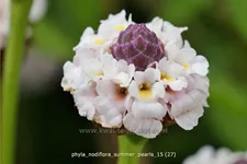 Phyla nodiflora 'Summer Pearls'