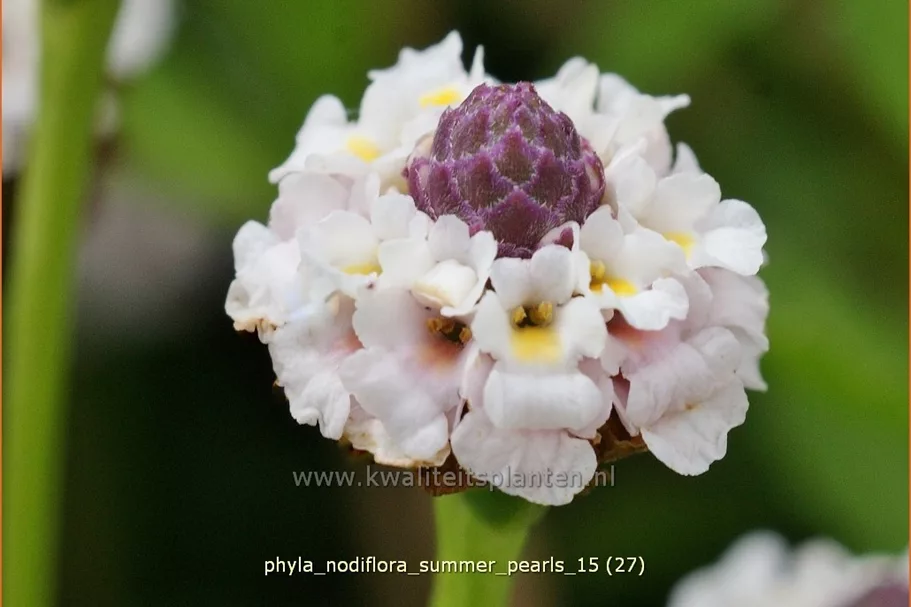 Phyla nodiflora 'Summer Pearls'