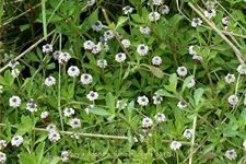 Phyla nodiflora 'Summer Pearls'