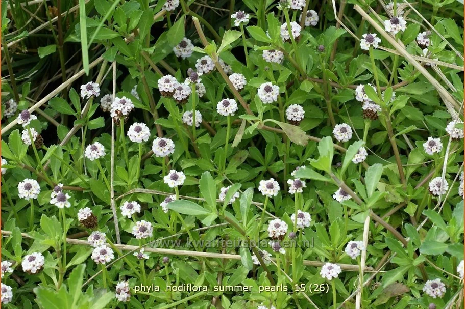 Phyla nodiflora 'Summer Pearls'