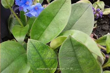 Pulmonaria saccharata 'Blue Ensign'